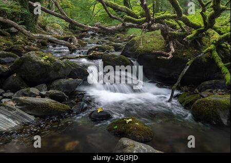 Afon Ysgethin river with white water flowing through a green mossy wood. Stock Photo