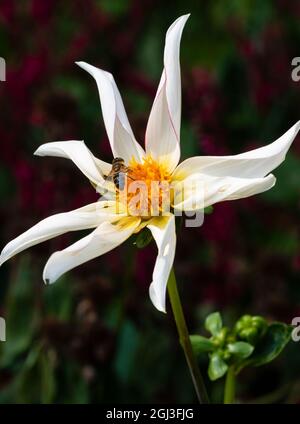 Single pink picotee white flower of the half hardy, tuberous perennial Dahlia 'Honka Fragile' Stock Photo