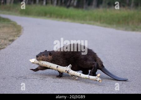 Beaver walking across a path dragging a section of a Trembling Aspen tree trunk in Fish Creek Provincial Park, a natural area in the city of Calgary Stock Photo