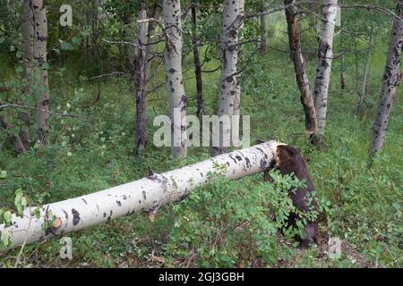 North American beaver standing up on hind legs while cutting down Trembling Aspen tree trunk in riparian poplar forest habitat. Castor canadensis. Stock Photo