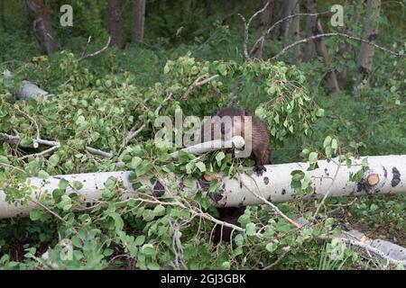 North American beaver picking up a branch in its mouth after chewing it off a Trembling Aspen tree trunk to take back to the lodge for the young Stock Photo