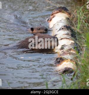 Parent and young beaver chewing on the bark of a Trembling Aspen tree log at the edge of a pond. Castor canadensis. Stock Photo