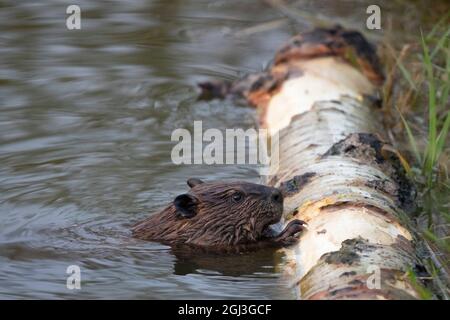 Young beaver chewing on the bark of a Trembling Aspen tree log at the edge of a pond. Castor canadensis. Stock Photo