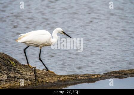 Little Egret hunting for food on the shoreline Stock Photo