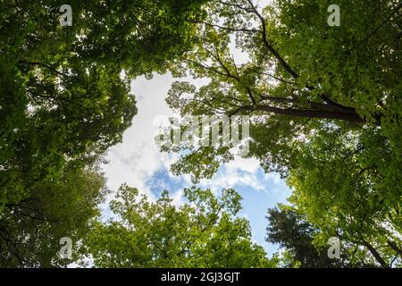Wide-angle low canopy shot in green forest, upwards view to the treetops with green foliage and blue sky an white clouds behind concept of nature and Stock Photo