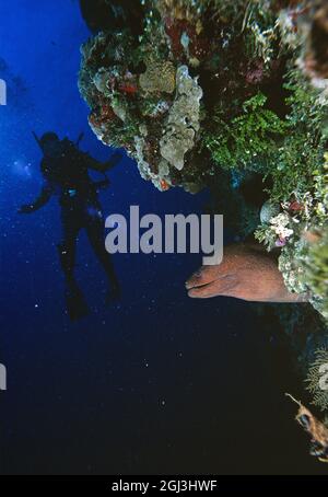 Australia. Queensland. Coral Sea. Scuba diver underwater wary of a Moral Eel. Stock Photo