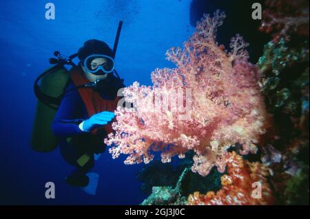 Papua New Guinea. Rabaul. Scuba diver underwater with Gorgonian Coral. Stock Photo