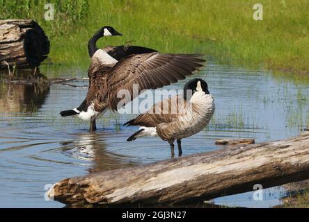 Canadian Geese. Eastwood Metropark, Dayton, Ohio, USA. Stock Photo