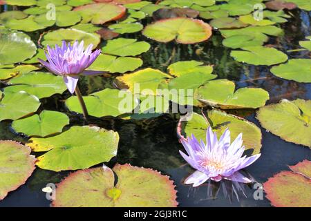 Water Lily Mission San Juan Capistrano California Stock Photo