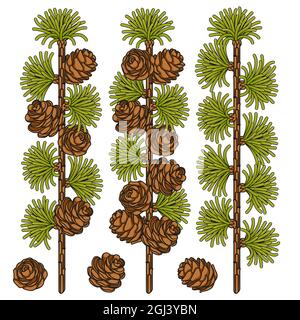 Set of color images of larch and cones. Isolated vector objects on white background. Stock Vector