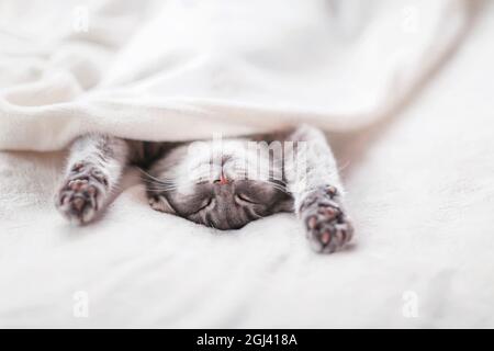cute kitten lies on a white bed sticking his head and paws out from under a fluffy blanket and sleeping Stock Photo