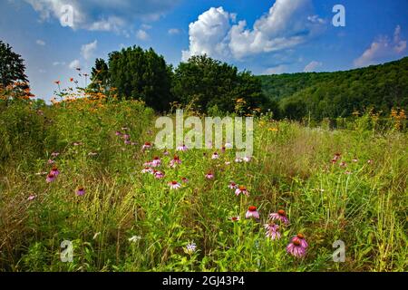 A summer wildflower meadow in bloom at 2,000-acre Prompton State Park in Wayne County, Pennsylvania Stock Photo