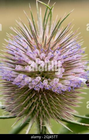 Summer blooming Teasels show off their band of light purple flower and violet pollen on the anther. Stock Photo