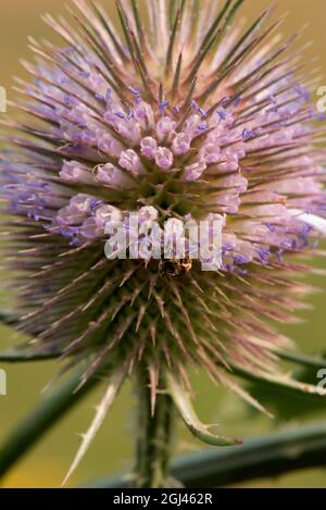 Summer blooming Teasels show off their band of light purple flower and violet pollen on the anther. Stock Photo