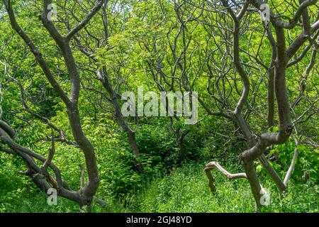 Deep lush forest framed by shapely trees and branches in Ontario, Canada Stock Photo