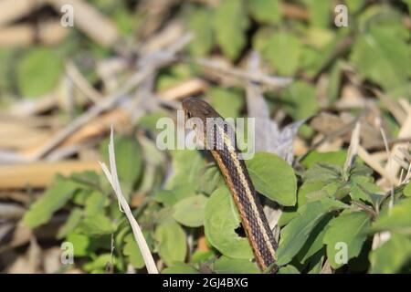 Closeup shot of a small snake near green leaves Stock Photo - Alamy