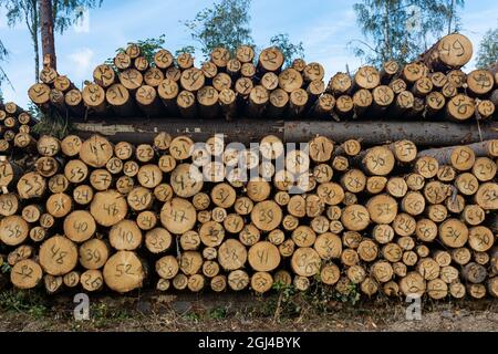 stack of tree trunks cut down in felling with a handwritten diameter on each Stock Photo