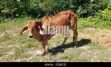 The calf has lumpie skin disease. causing a wound on the skin all over the body standing in field. Stock Photo