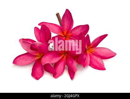 Frangipani flower isolated on white Stock Photo