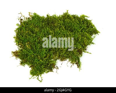 moss, Green moss  isolated on  white background Stock Photo