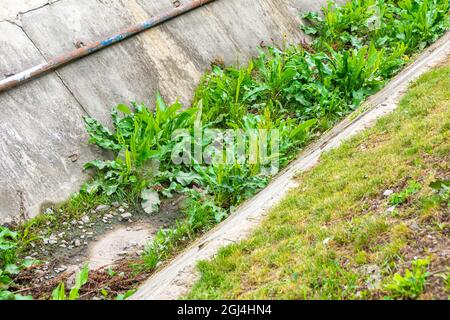 the drainage channel in the form of a gutter made of concrete slabs has not been serviced for a long time, it is overgrown with grass Stock Photo