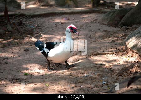 Outdoors photo of Muscovy duck walking alone in forest. Stock Photo