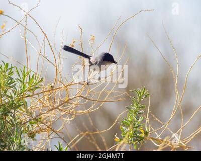 Close up shot of a cute Black-tailed gnatcatcher at Nevada Stock Photo