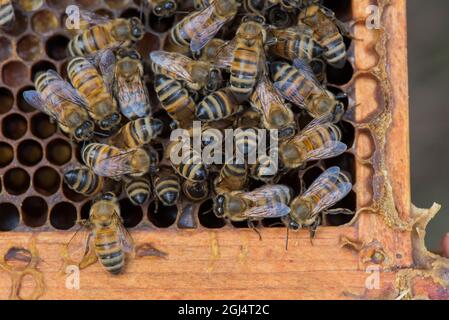 A cluster of bees on a Langstroth hive depositing nectar and pollen into was cells on a wooden frame.