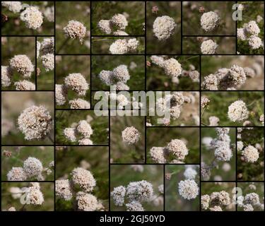 Collage of White cymose head inflorescences on California Buckwheat, Eriogonum Fasciculatum, Polygonaceae, native in the Santa Monica Mountains, photo Stock Photo