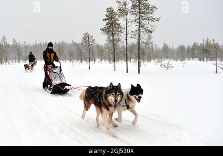 Scandinavia. Finland in winter. Hossa National park. Kids dogsledding in the national park. Stock Photo