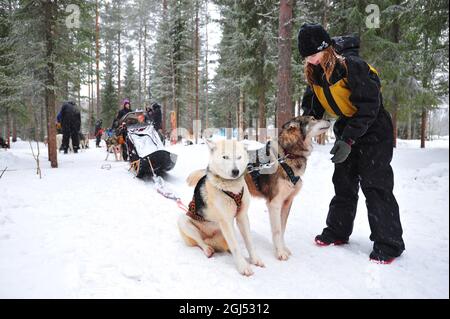 Scandinavia. Finland in winter. Hossa National park. Kids dogsledding in the national park. Stock Photo