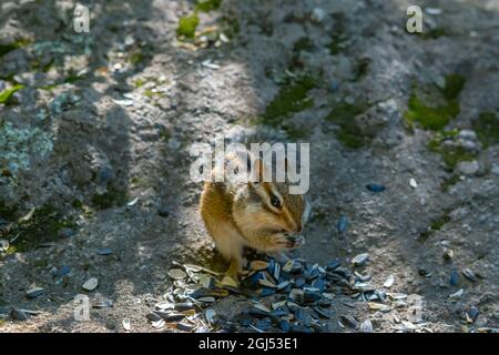 a small Siberian striped chipmunk sits on a rock, holds, cracks and eats sunflower seeds in its paws Stock Photo