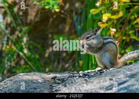 striped gray Siberian chipmunk holds a sunflower seed with its paws and nibbles in its mouth Stock Photo