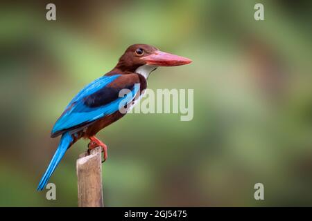 Image of White-throated Kingfisher(Halcyon smyrnesis) on branch on nature background. Bird. Animals. Stock Photo