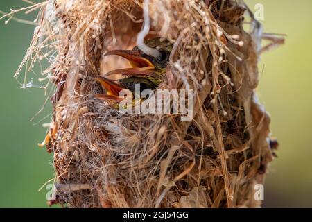 Image of baby birds are waiting for the mother to feed in the bird's nest on nature background. Bird. Animals. Stock Photo