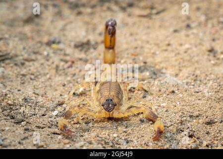 Image of brown scorpion on the ground. Insect. Animal. Stock Photo