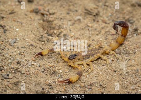 Image of brown scorpion on the ground. Insect. Animal. Stock Photo