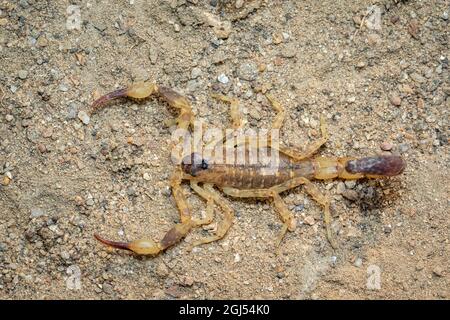 Image of brown scorpion on the ground. Insect. Animal. Stock Photo