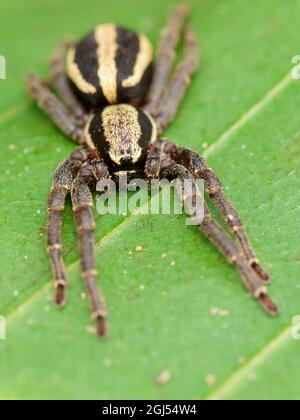 Image of gray wall jumper spider male (Menemerus bivittatus) on the green leaf. Insect. Animal. Salticidae. Stock Photo