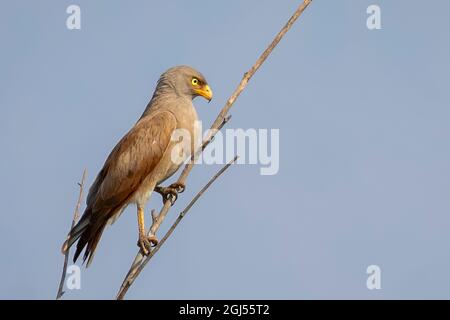 Image of White-eyed Buzzard, White-eyed Buzzard Eagle (Butastur teesa) perched on a branch on nature background. Falco. Bird. Animals. Stock Photo