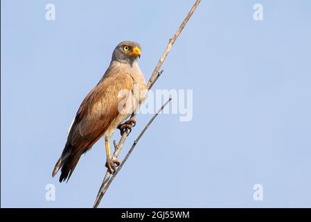 Image of White-eyed Buzzard, White-eyed Buzzard Eagle (Butastur teesa) perched on a branch on nature background. Falco. Bird. Animals. Stock Photo