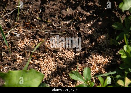 nest of the myrmica rubra fire ants with many workers and white larvae in the sandy soil Stock Photo