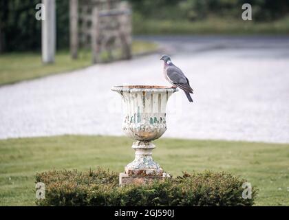 Pigeon sat on ancient old flower planter at vintage barn location with long gravel driveway behind Stock Photo