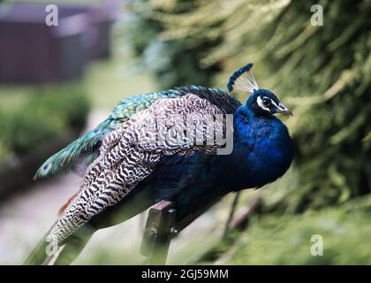 Male peacock bird with bright blue feathers and plumage sat on bench outside in wild. Stock Photo