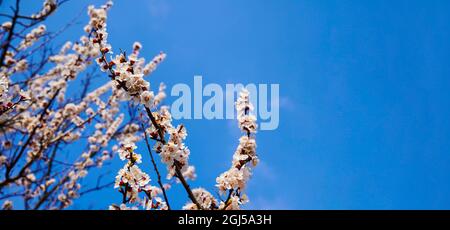 Panoramic shot of flowering cherry branches on a blue clear sky background with copy space: spring time concept. Stock Photo