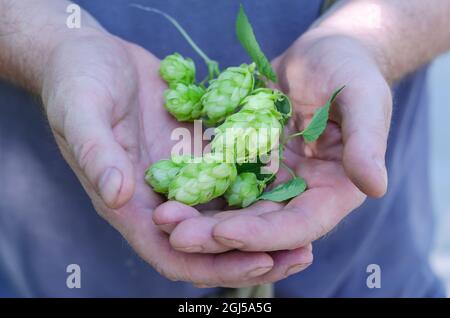 Man holding green hop cones. A grown man with palms of hops. Far Stock Photo