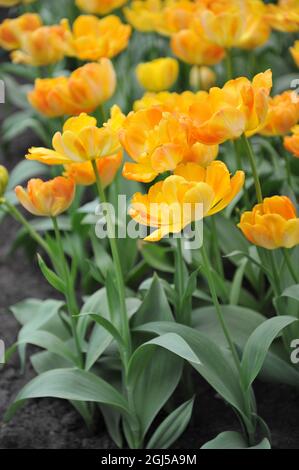 Orange-yellow Double Late tulips (Tulipa) Granny Award bloom in a ...