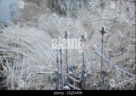 Pendent, flattened ornamental spikelets of North America wild oats (Chasmanthium latifolium) in hoar frost in a garden in November Stock Photo