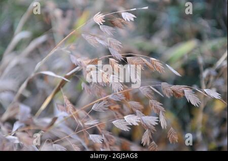 Pendent, flattened ornamental spikelets of North America wild oats (Chasmanthium latifolium) in a garden in November Stock Photo
