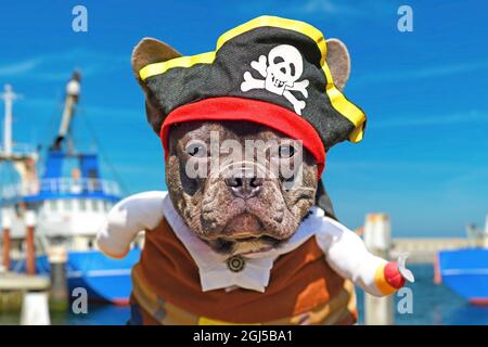 Portrait of French Bulldog dog dressed up in pirate costume with hat and hook arm Stock Photo